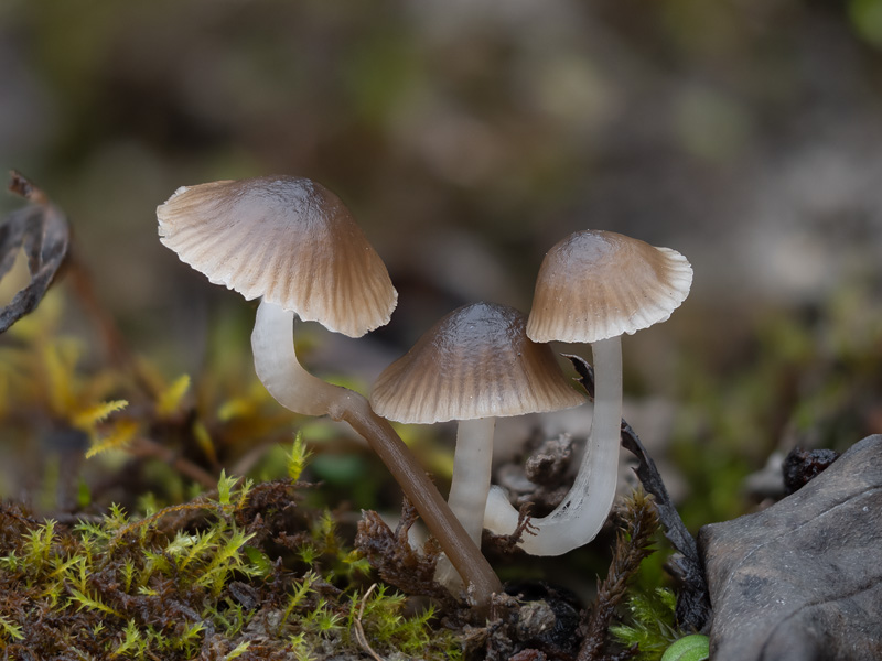 Mycena atropapillata